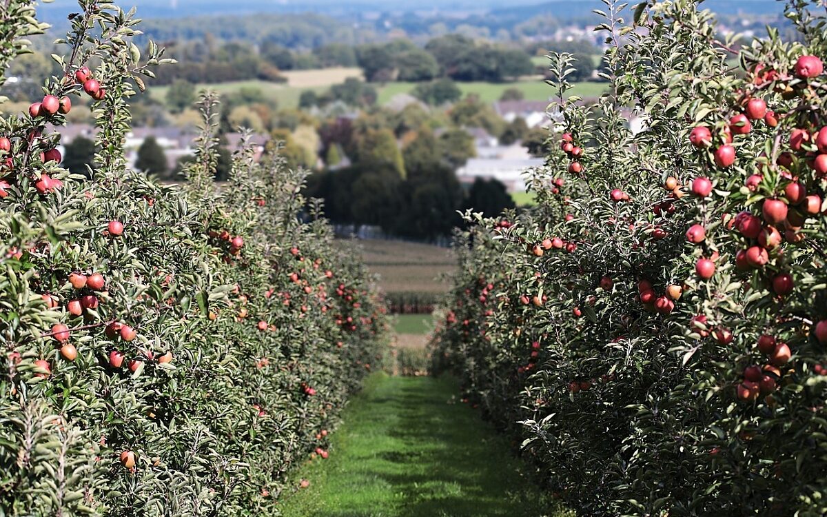 Viele Apfelbäume in zwei Reihen Viele Apfelbäume in zwei Reihen