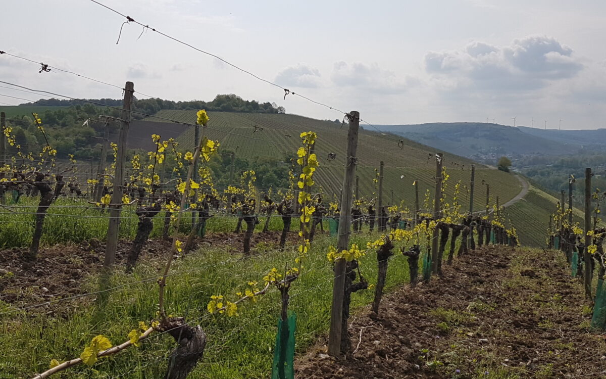 Ein Weinberg mit Panorama im Frühling Ein Weinberg mit Panorama im Frühling