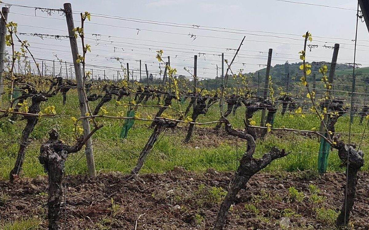 Weinreben in einem Weinberg im Frühjahr Weinreben in einem Weinberg im Frühjahr