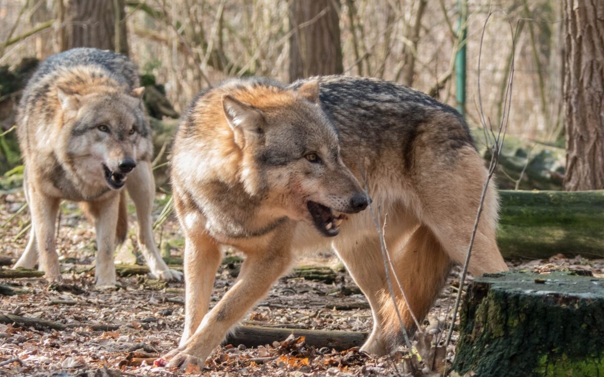 Wolfsrudel im Wald Wolfsrudel im Wald
