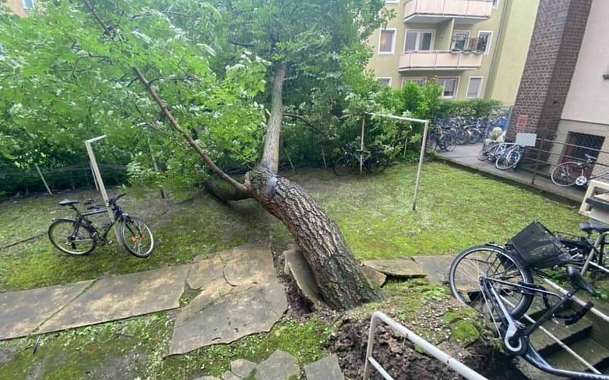 Ein umgefallener Baum in Würzburg Ein umgefallener Baum in Würzburg