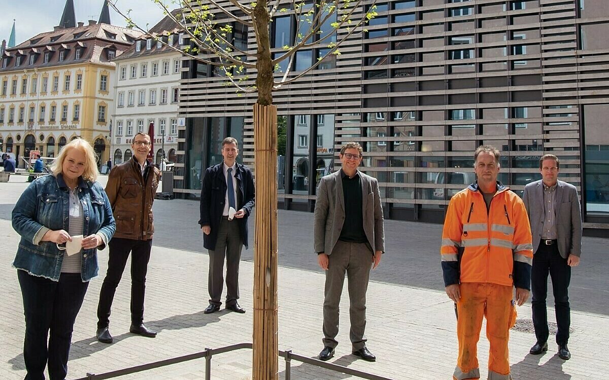 Auf dem Unterern Markt in Würzburg steht ein "Klimabaum" - eine Stadt-Ulme.niert Auf dem Unterern Markt in Würzburg steht ein "Klimabaum" - eine Stadt-Ulme.niert