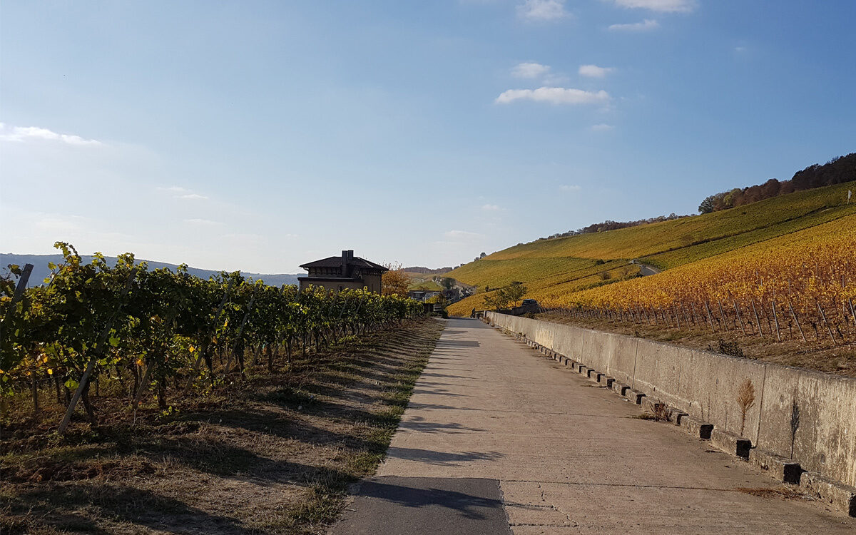Der Weinberg Am Stein im Herbst in Würzburg Der Weinberg Am Stein im Herbst in Würzburg