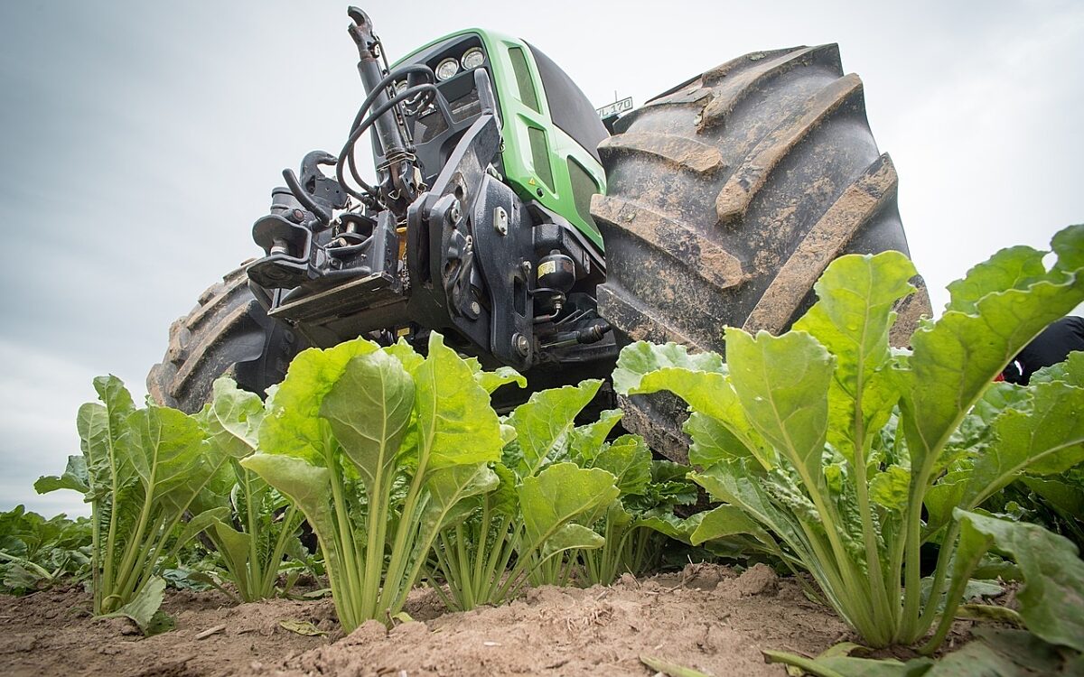 Zuckerrüben werden geerntet Zuckerrüben werden geerntet