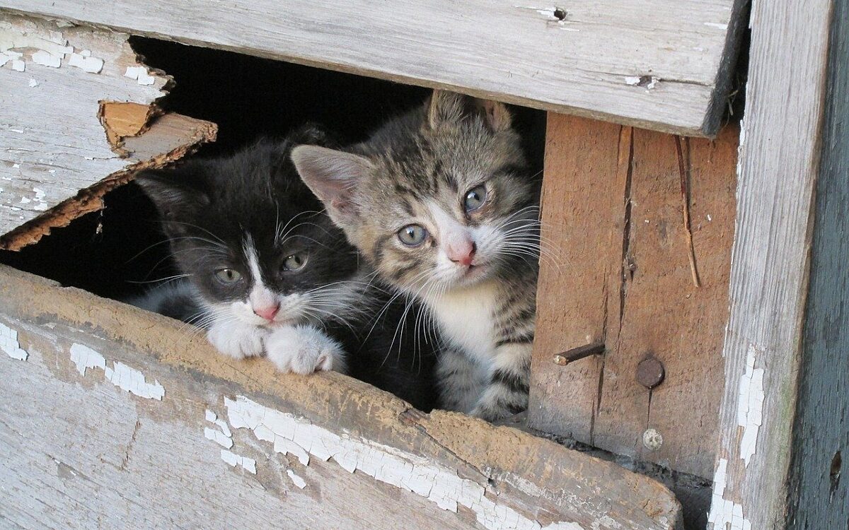 Zwei Kätzchen in einer Box Zwei Kätzchen in einer Box