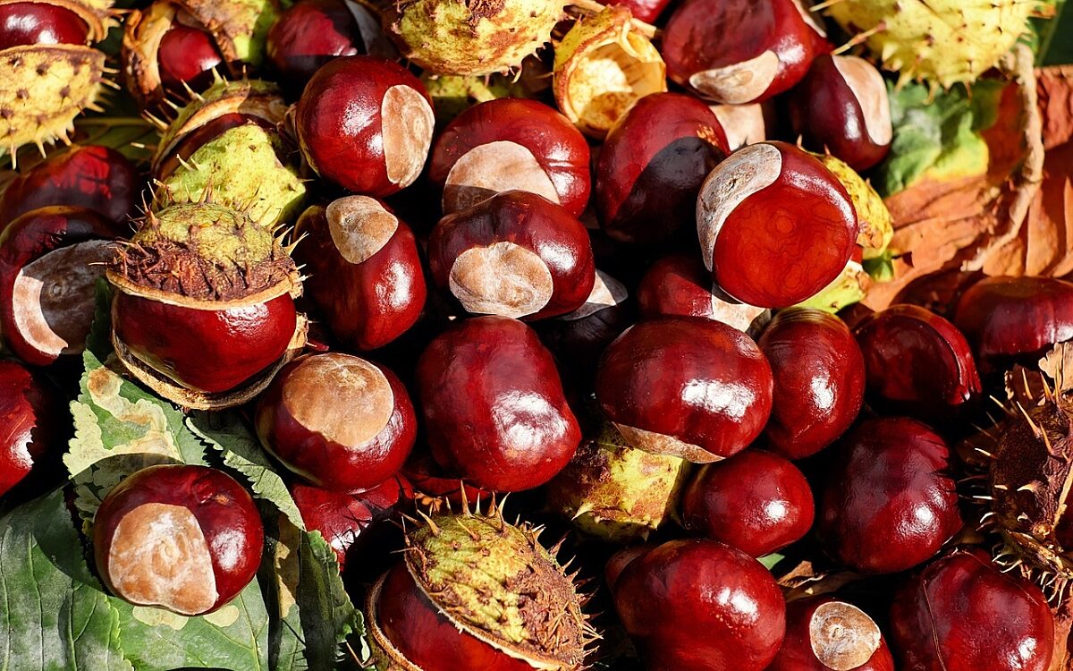 Kastanie 1710430 1280 jpg pixabay Kastanie 1710430 1280 jpg pixabay