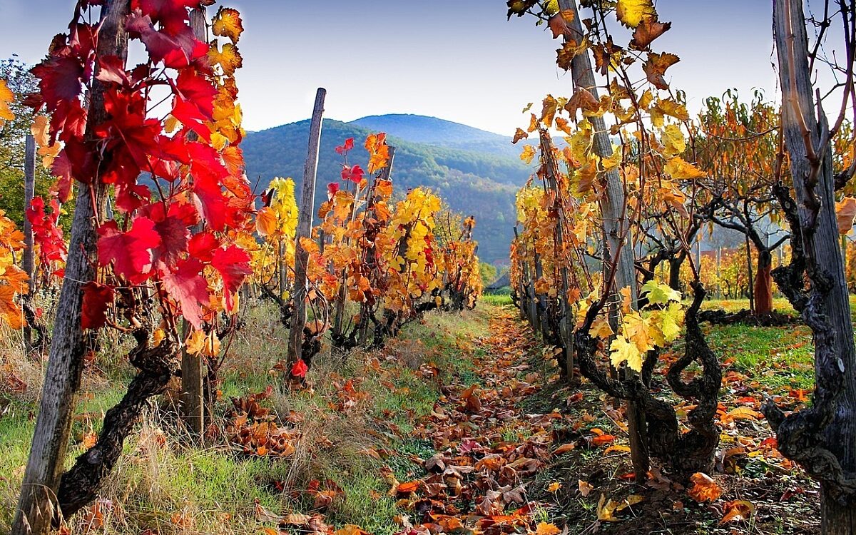 Herbst Wein Reben Weinberg Foto: pixabay.com Grape 3716266 1280 Herbst Wein Reben Weinberg Foto: pixabay.com Grape 3716266 1280