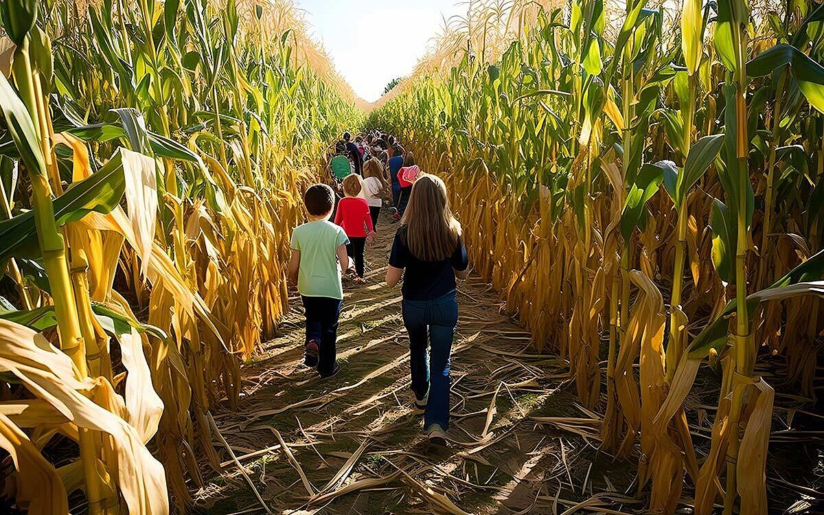 Kinder im mais labyrinth Foto: Erlebnis-Imkerei Konrad Rimpar Kinder im mais labyrinth Foto: Erlebnis-Imkerei Konrad Rimpar