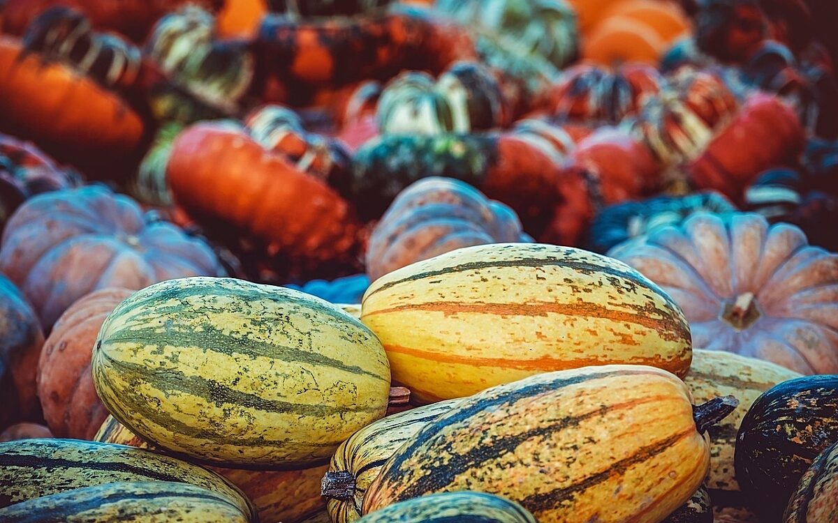 Kürbis Ernte Herbst Foto: pixabay.com Pumpkins 3759587 1280 Kürbis Ernte Herbst Foto: pixabay.com Pumpkins 3759587 1280